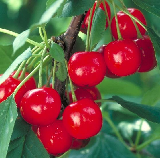 Meggy lepi el a Kossuth teret