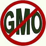 Marad a génmódosított kukorica hazai tilalma