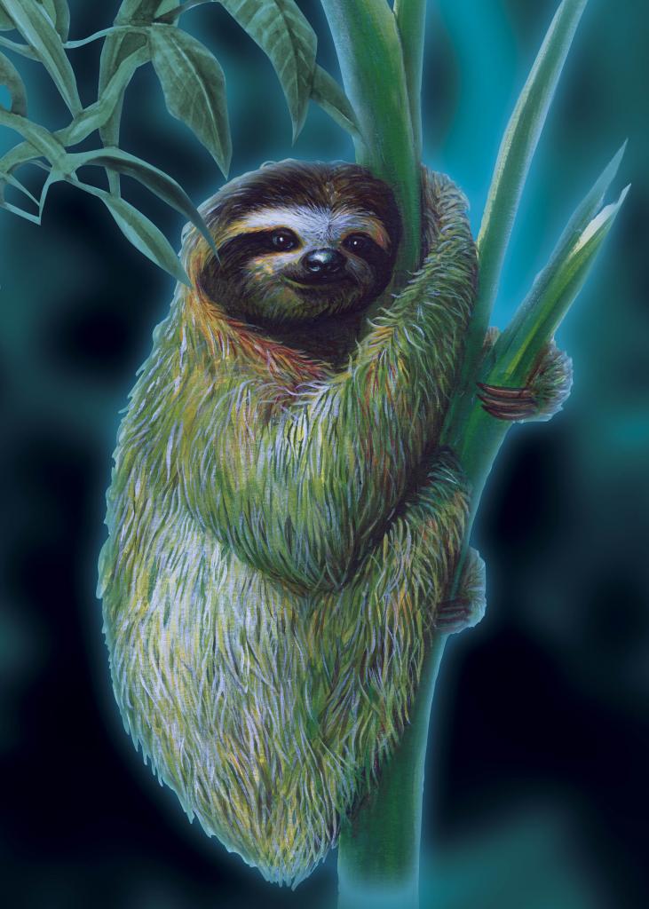 Éjszaka az esőerdőben – interaktív kiállítás