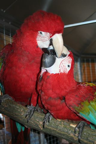 VII. Nemzetközi Díszmadár Kiállítás