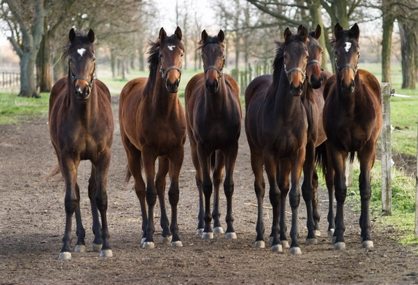 Híres magyar lovakról – utolsó alkalommal