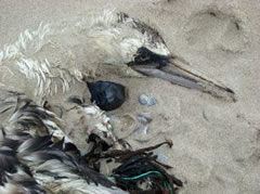 Amerika ökológiai katasztrófának tekinti a mexikói-öböli olajszivárgást