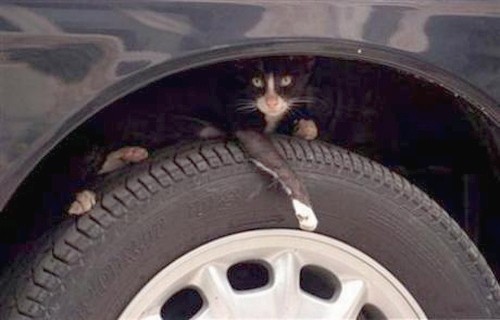 Segítség, állat a kocsikerék dobban!