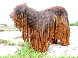 Mentik az állatokat is Kolontáron és Devecseren