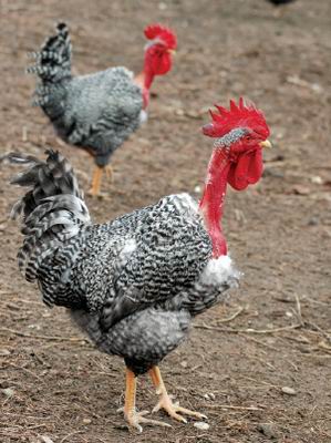 Az erdélyi kopasznyakú