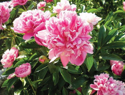 A bánáti bazsarózsa