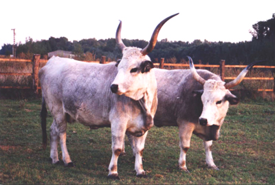 Bioállatok biolegelőkön