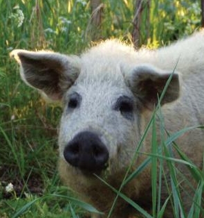 A mangalica