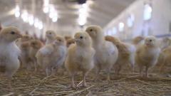 Optimisták a csirkehústermelők