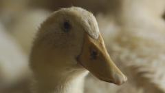 Szárnyalt a kacsaágazat, de jövőre nehéz év jön