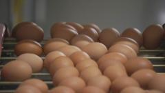 Több sebből vérzik a hazai tojástermelés