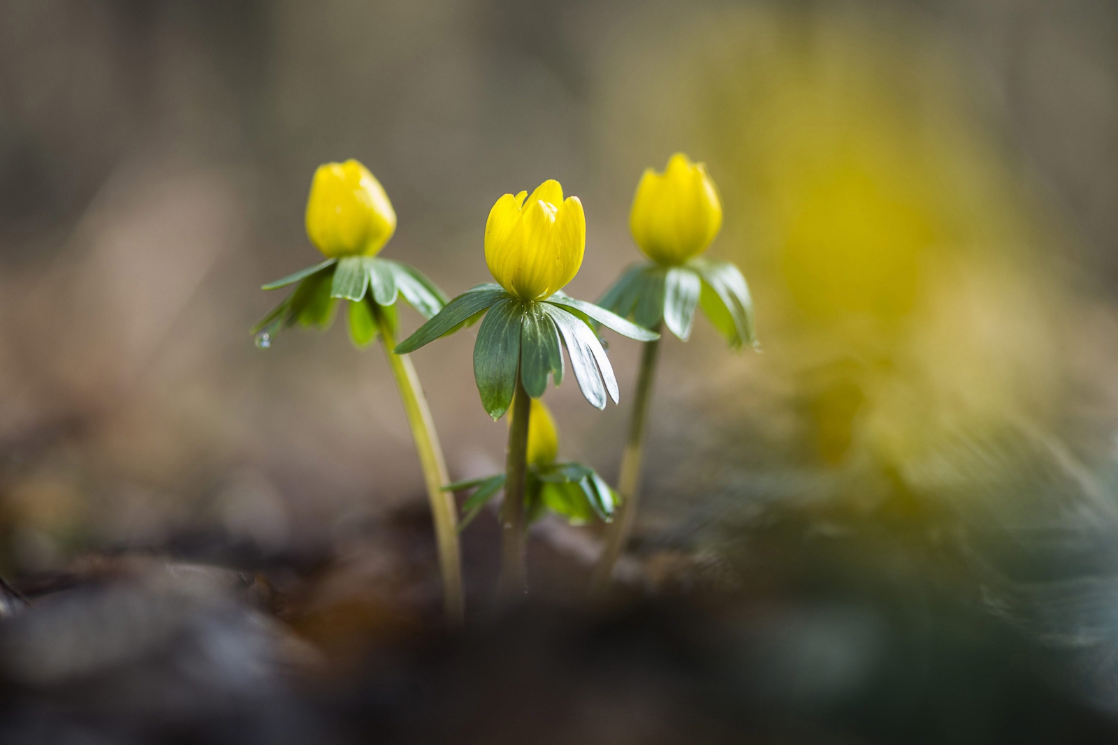 Hamarosan indul a Virágos Magyarországért verseny