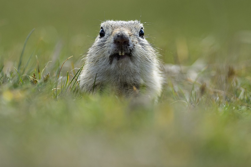 Az év emlőse megmentéséért dolgozik idén a Vadonleső sorozata