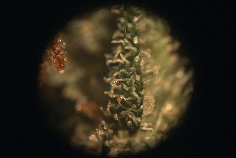 Drámai hatással jár a füvezés