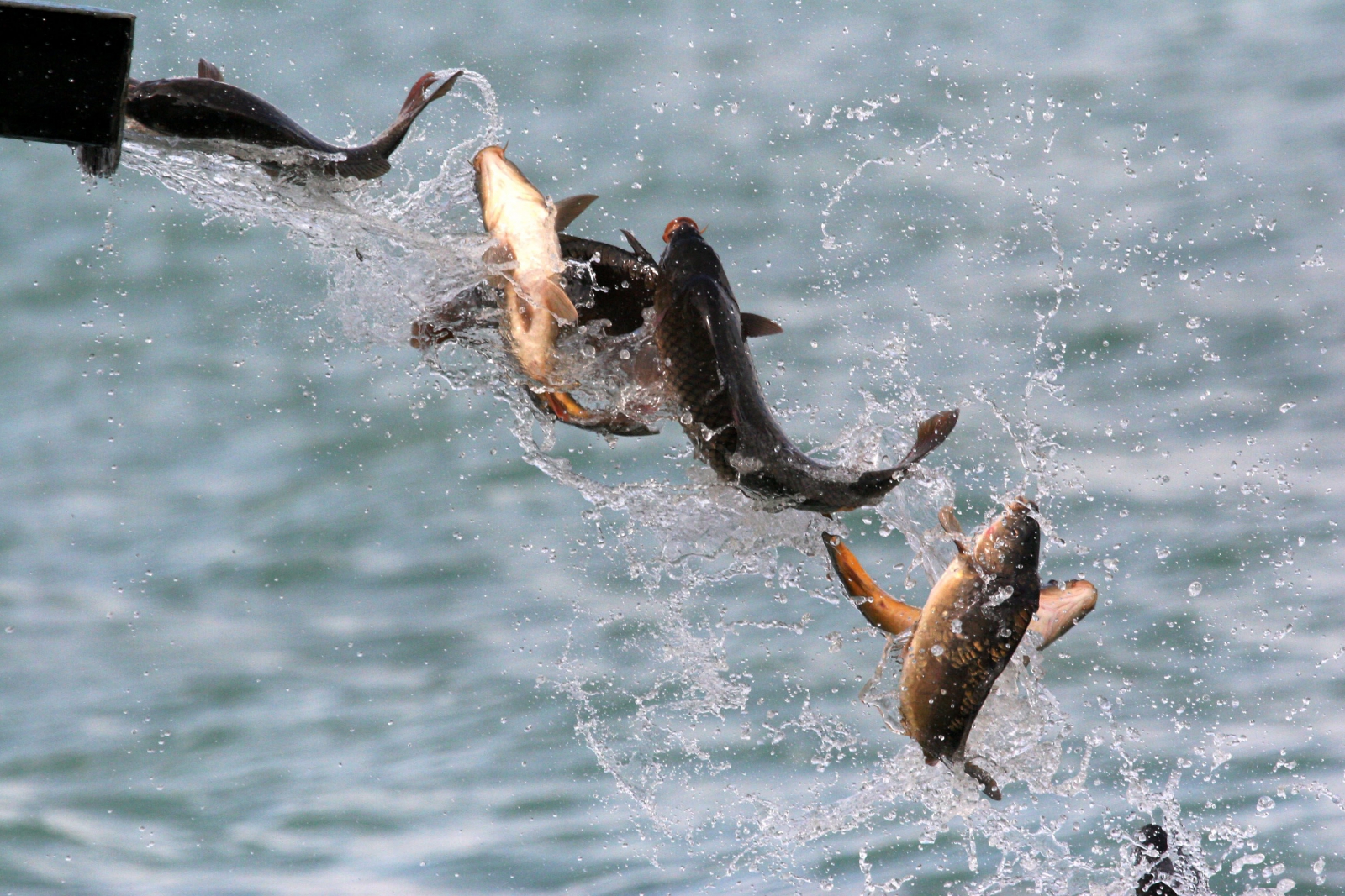 Horgászati idénynyitó a Balatonon