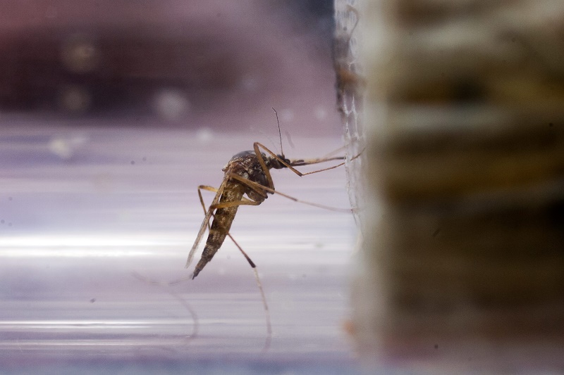 Egyre több a vérszívó