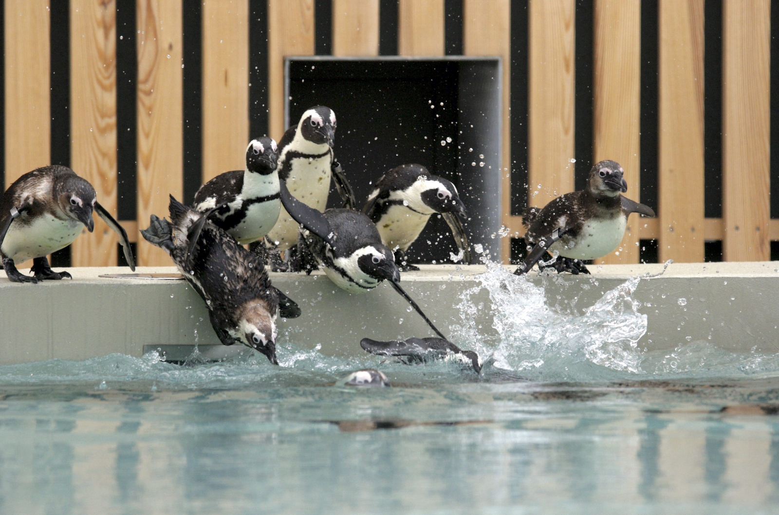 Átadták a látványmedencéket a veszprémi állatkertben