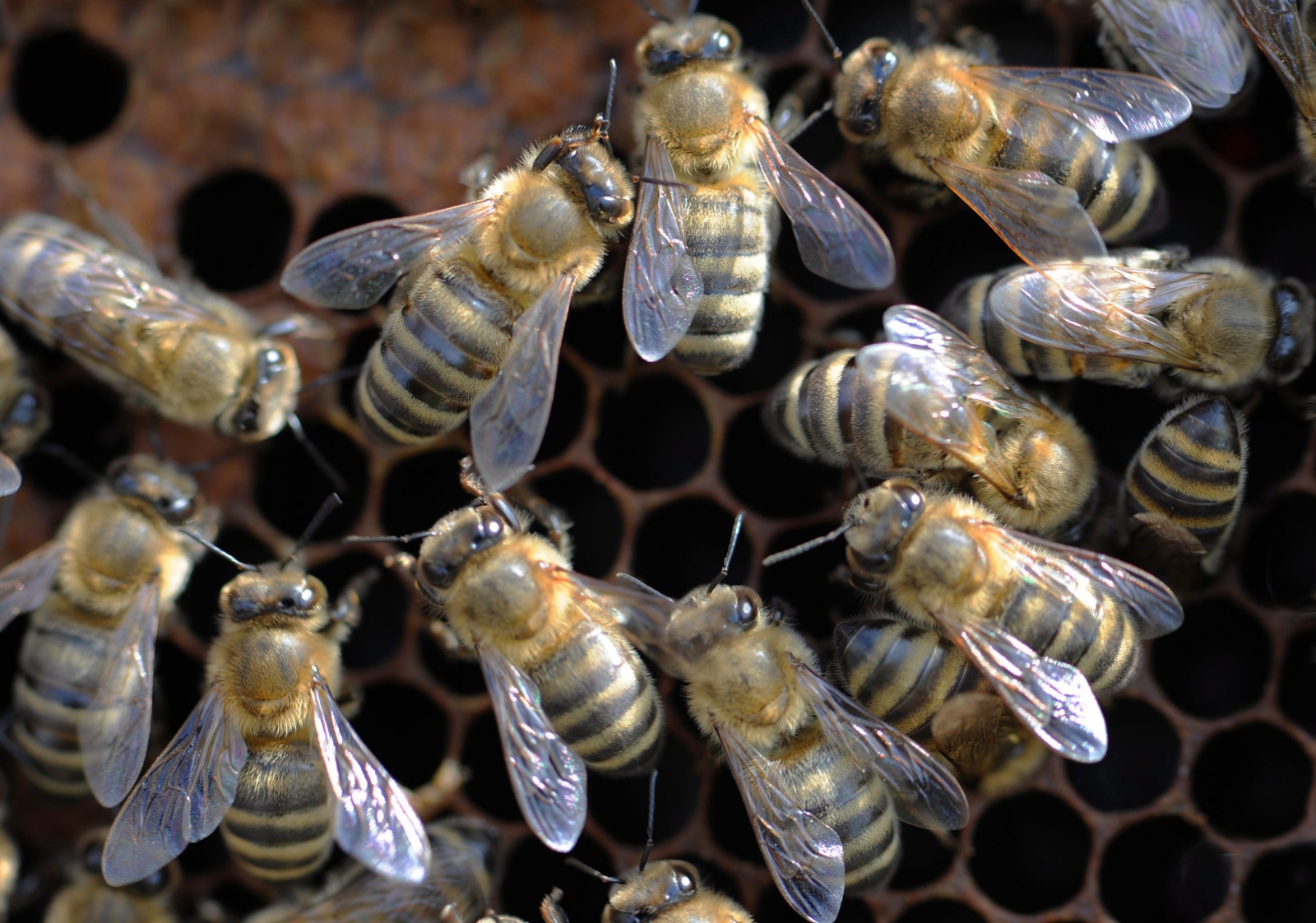 Haldoklik az európai méhpopuláció