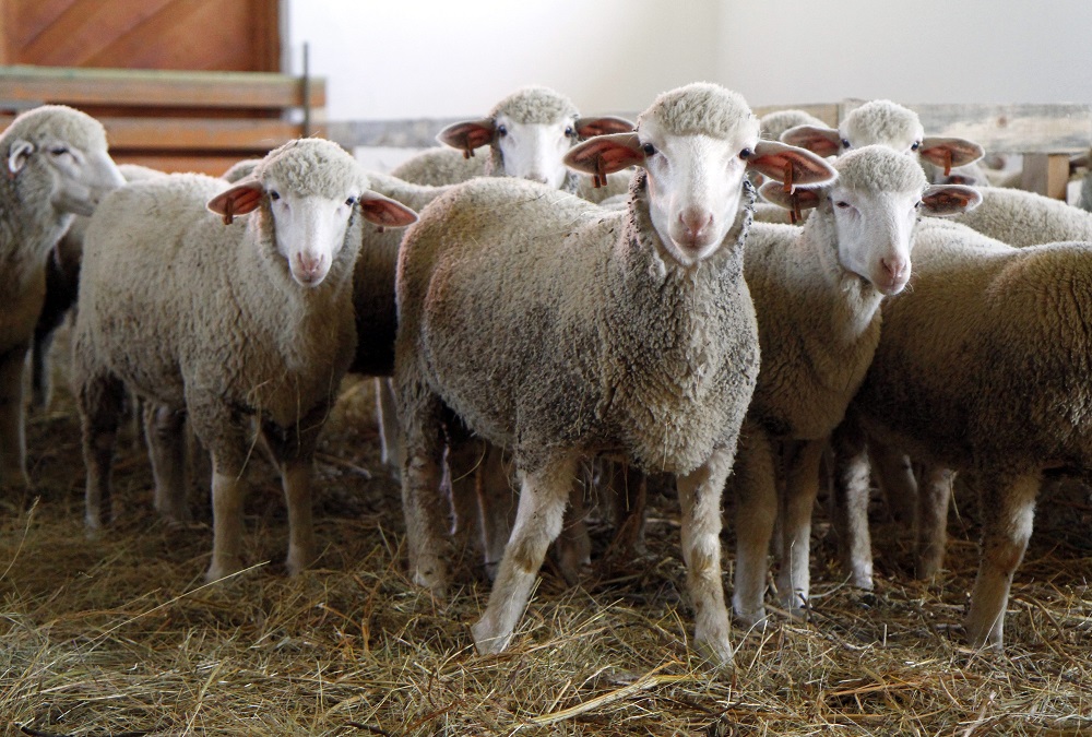 Évszakok változásához való igazodásért felelős sejteket azonosítottak