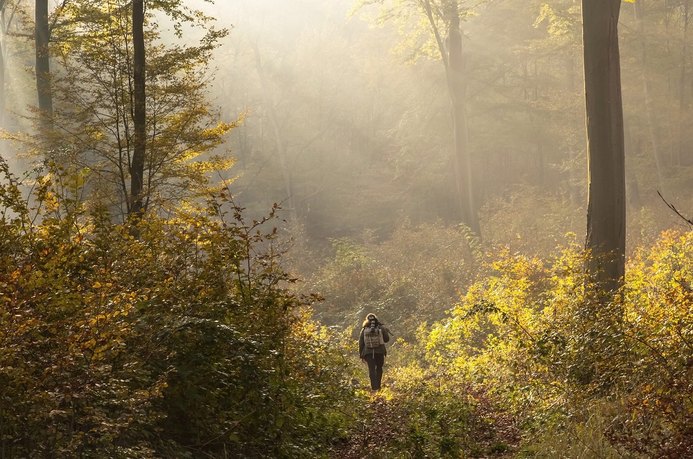 Átfogó országfásítási terv készül