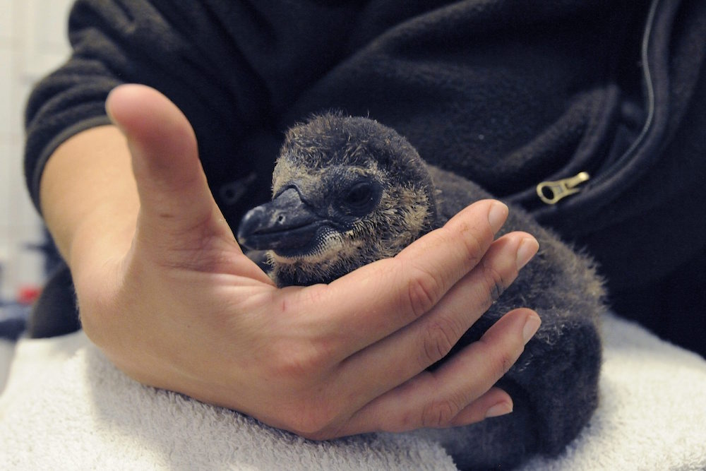 Gondozó nevel egy pingvinfiókát a Szegedi Vadasparkban