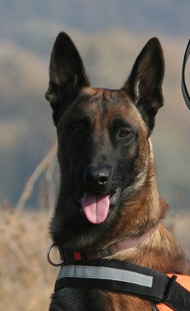 A világ legjobb romkutató kutyái közé választották a magyar Symbát