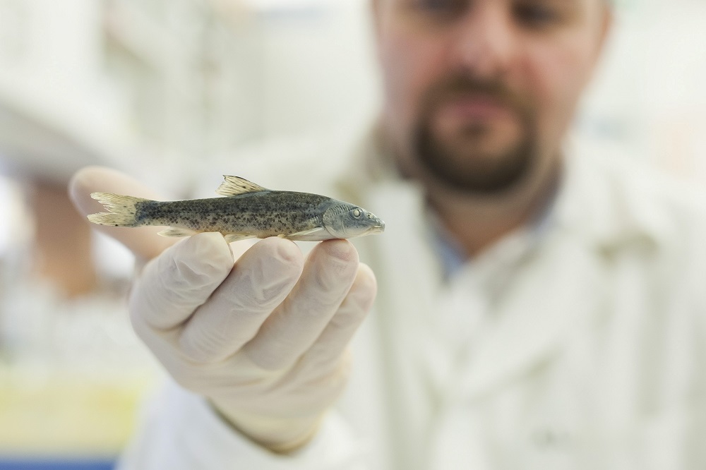Új halfajt azonosított egy magyar-cseh kutatócsoport a Körös vízrendszeréből