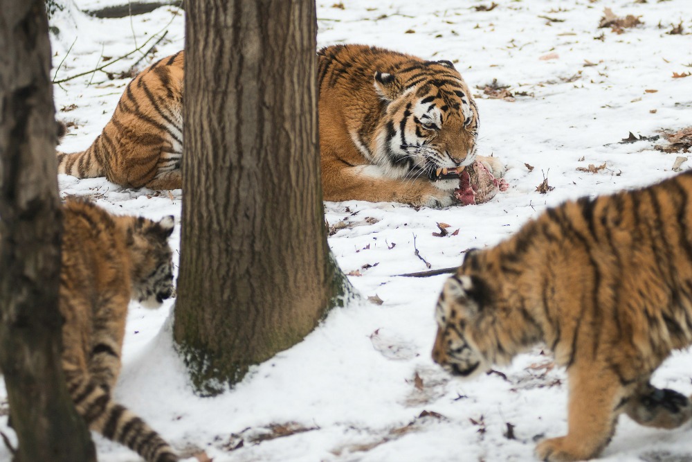 Márciusban nyitják meg a Nyíregyházi Állatpark új létesítményét