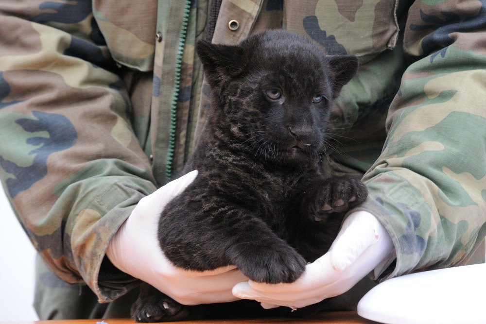 Állatorvos vizsgálta a Szegedi Vadasparkban karácsonykor született jaguárkölyköt