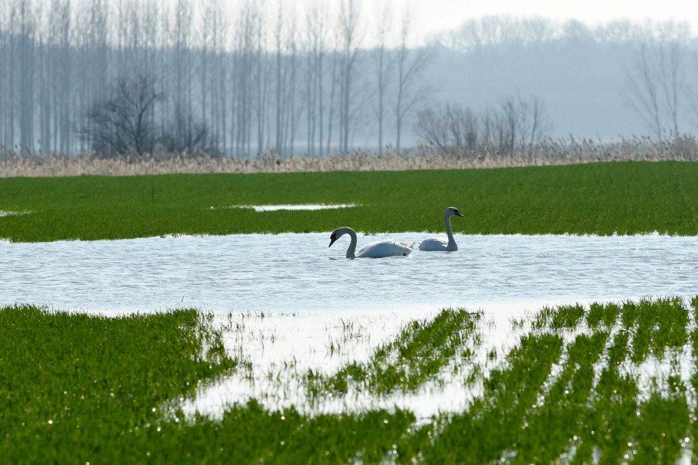 Belvízvédelmi készültség a Dél-Alföldön