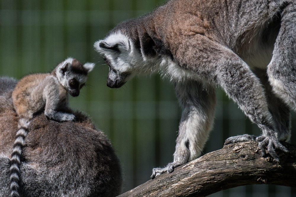 Gyűrűsfarkú makik születtek a Kecskeméti Vadasparkban