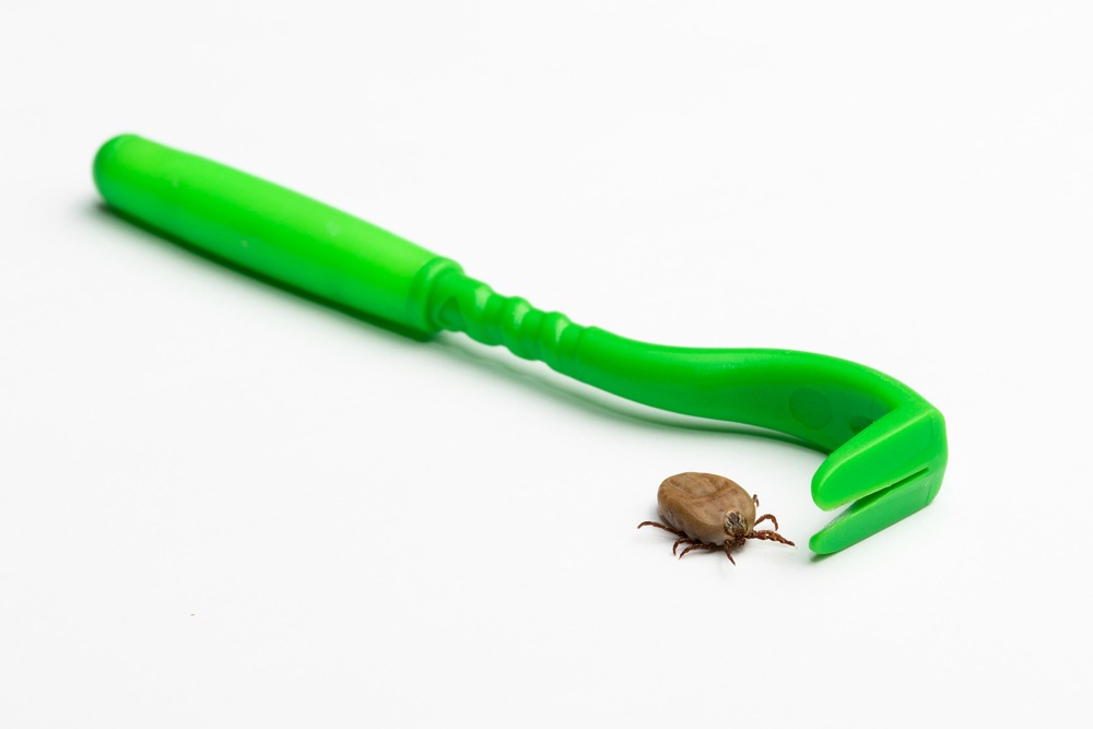 Fokozottan figyeljünk a kullancscsípésre!