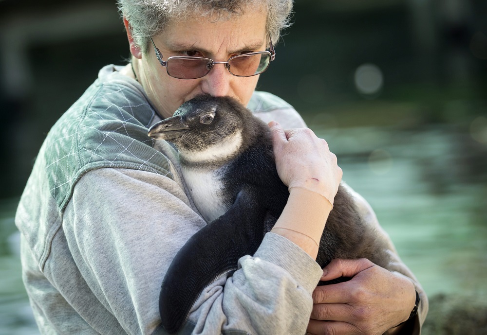 Bemutatkozott a legfiatalabb pingvinfióka a fővárosi állatkertben