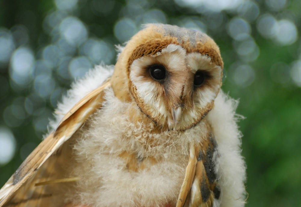 Veszélyeztetett baglyoknak kínál új otthont a kőszegi vár tornya