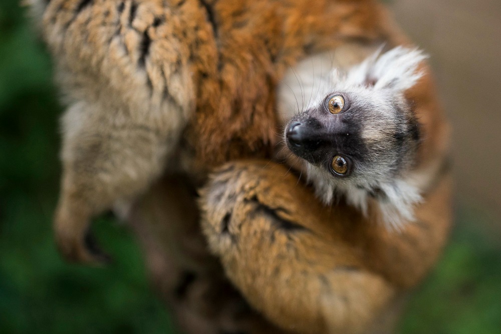 Szerecsenmaki született a Nyíregyházi Állatparkban