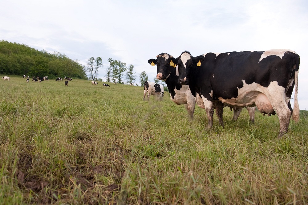 Indiában tehenek ezreit engedték szabadon tüntetők egy autópályán