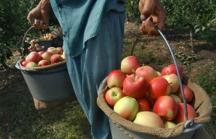 A kertészeti ültetvénytelepítési keretnek több mint fele még elérhető
