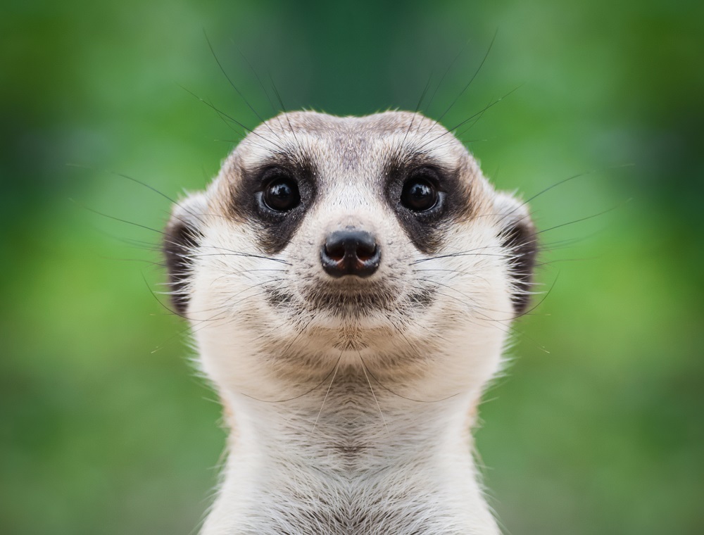 Szurikáta született a Szegedi Vadasparkban