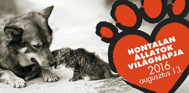 Örökbefogadónapot tart a Rex Alapítvány a hontalan állatok világnapján