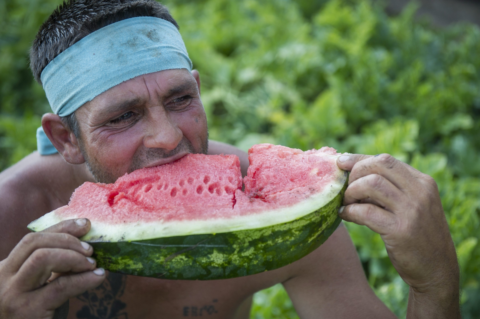 Veszélyben a magyar dinnye