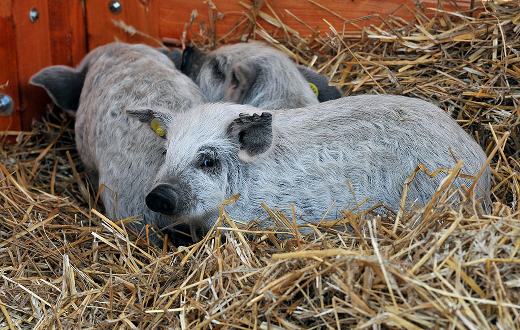 Kutatási programot indít a fekete mangalica megmentésére a Debreceni Egyetem a tenyésztőkkel