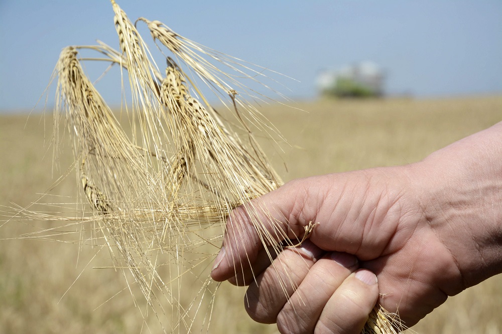 Rekordhozamot adtak a nyári betakarítású növények