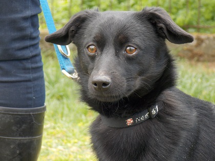 Kutyás vetélkedő, állatsimogató és tanácsadás a Herosz állatotthon nyílt napján