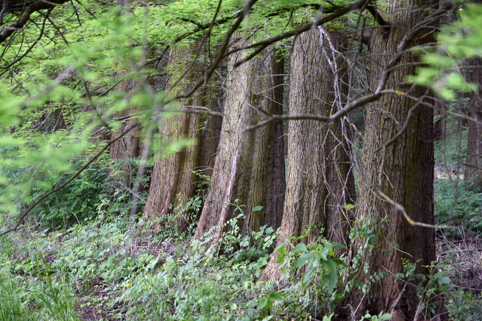 Felsóhajthatnak a fákért aggódók