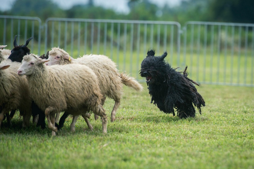 Újabb vidékfejlesztési pályázatok jelennek meg ősszel