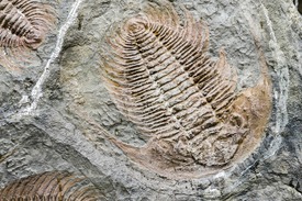 Fotó: shutterstock.com