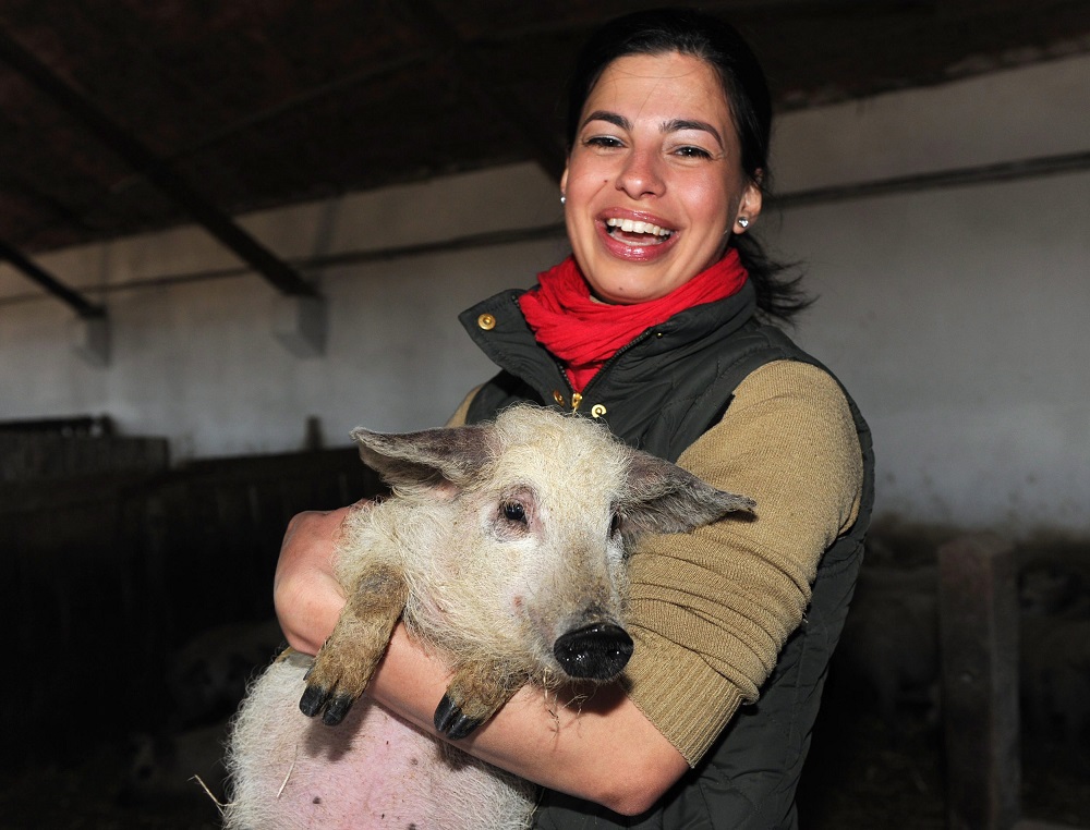 Megkezdődhet a mangalica exportja Amerikába