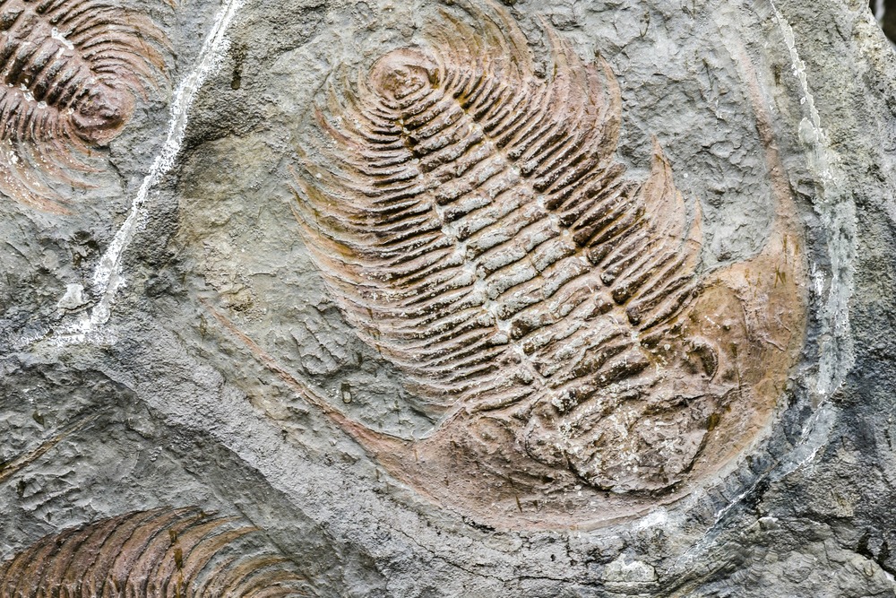 Mégsem volt annyira pusztító a 252 millió évvel ezelőtti nagy kihalás?