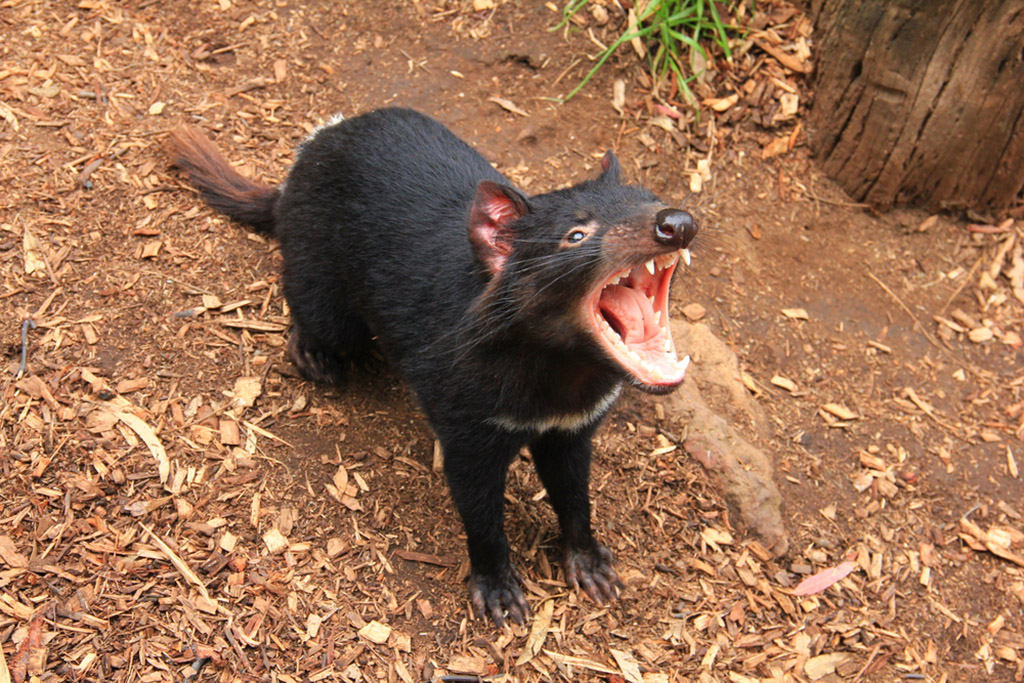 Az erszényes ördög anyateje legyőzheti a szuperbaktériumokat