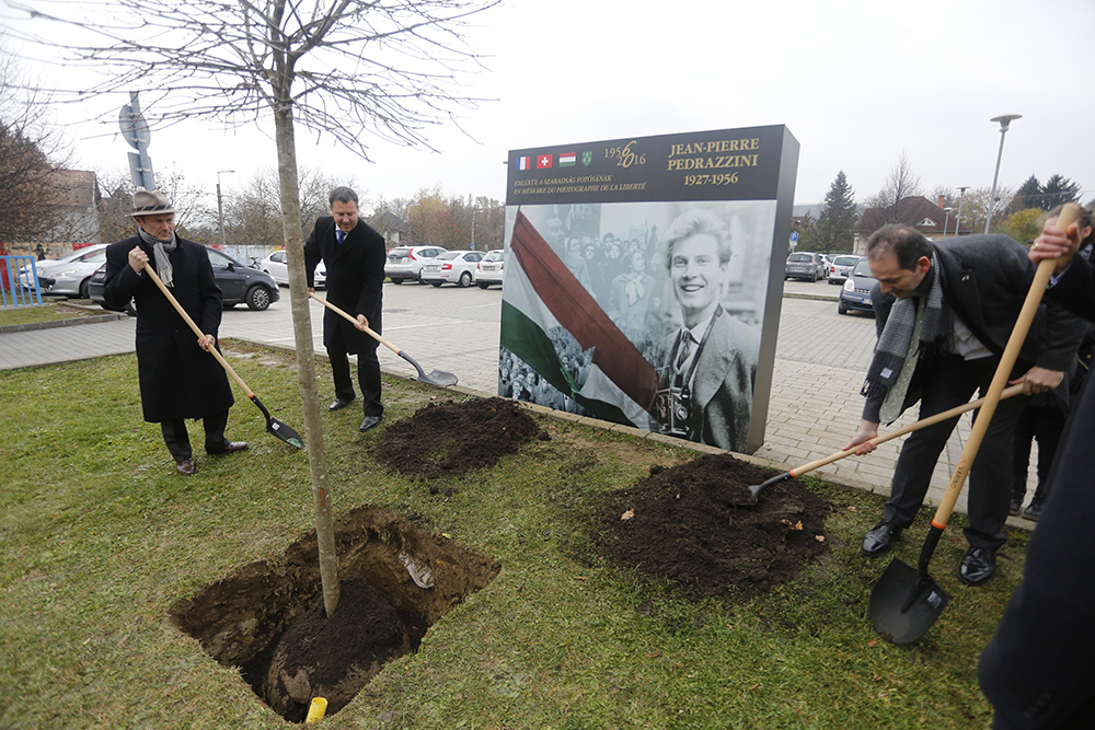 Emlékfát ültettek a forradalom hős fotósának tiszteletére